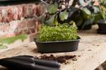 green basics grow tray s living black